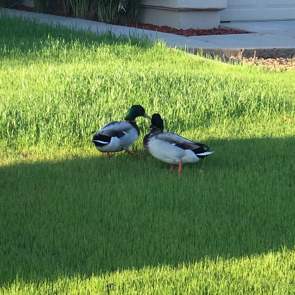 Meet your Posher, Teresa